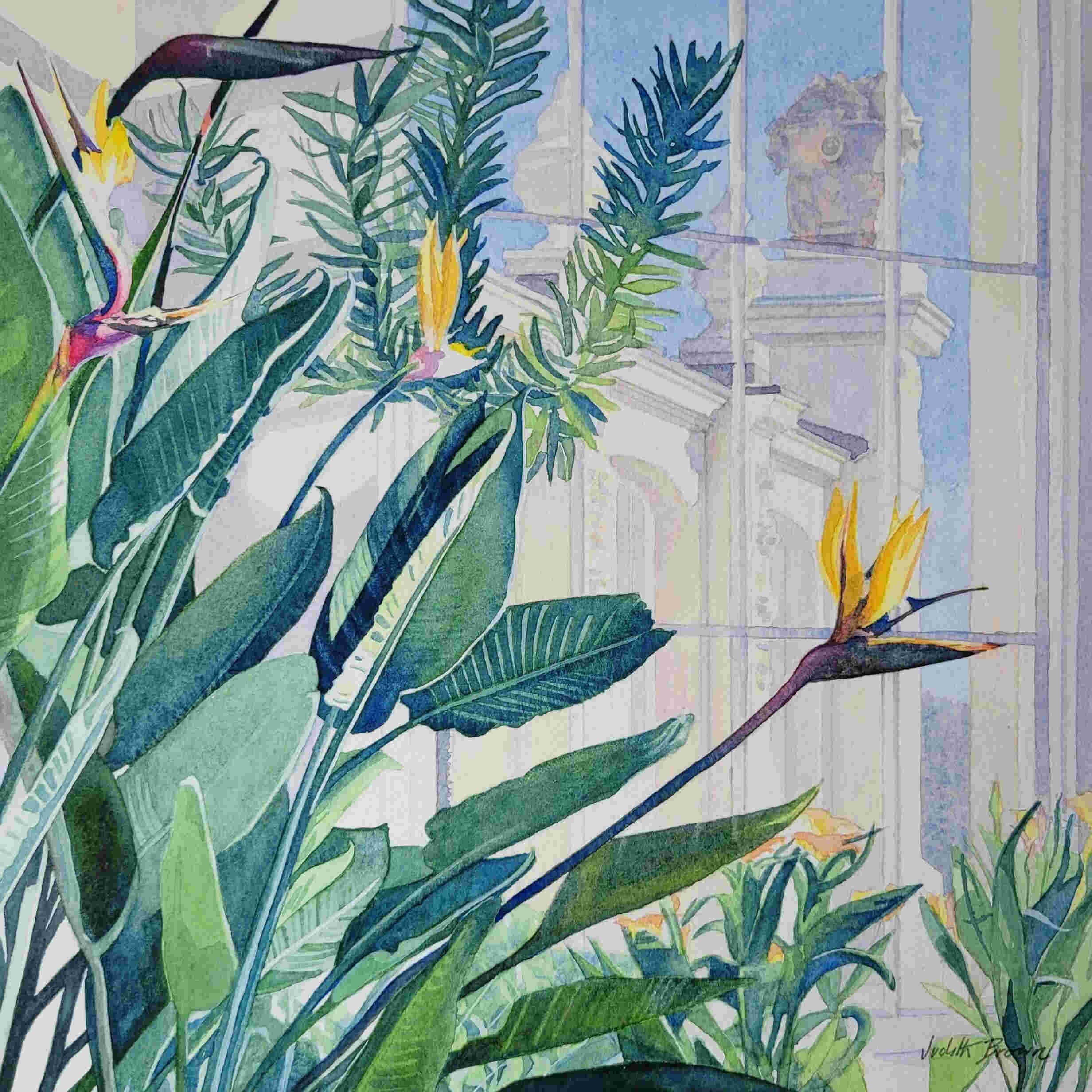 Strelitzia, Temperate House