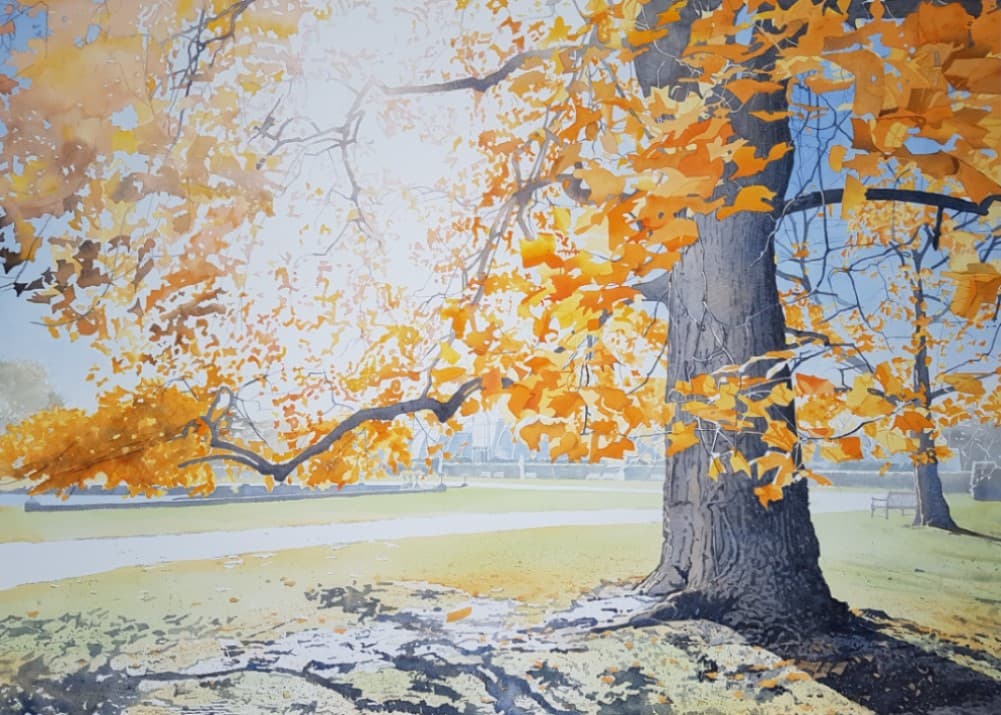 Liriodendron Tulipifera 'Tulip Tree'